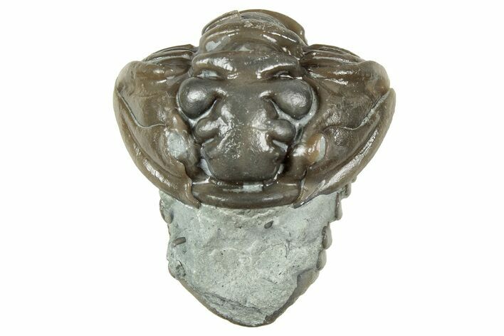 Long Partially Enrolled Flexicalymene Trilobite - Mt Orab, Ohio #358074